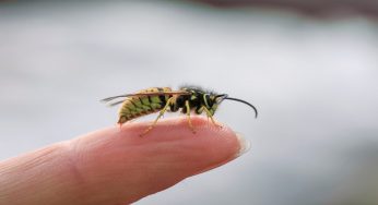 Puntura d’ape: come intervenire subito in maniera efficace