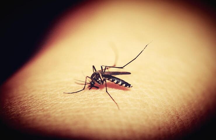 Puntura zanzara (Foto Pexels)