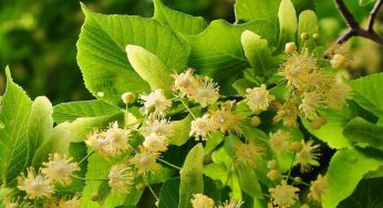 Giardino: queste piante proteggono dallo smog