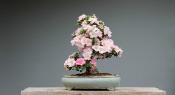 Bonsai, chi li ama deve sapere subito questa cosa