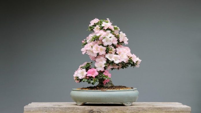 bonsai amanti museo del bonsai spagna