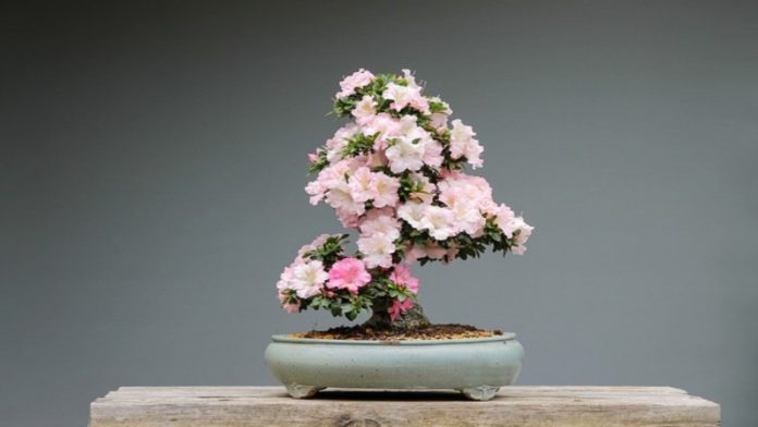 bonsai bonsai amanti museo del bonsai spagna