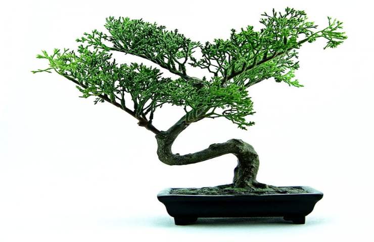 bonsai cura maggio