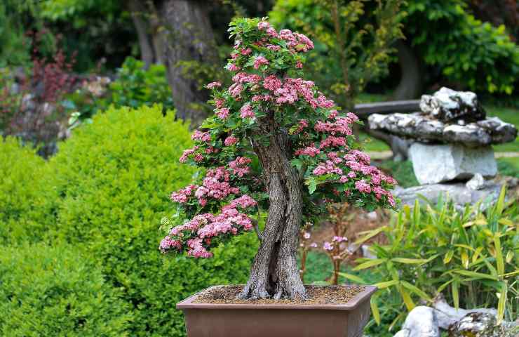 bonsai malattie come curarle