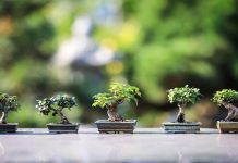 cura piante bonsai casa