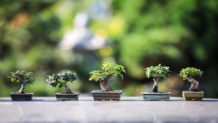 bonsai cura piante bonsai casa