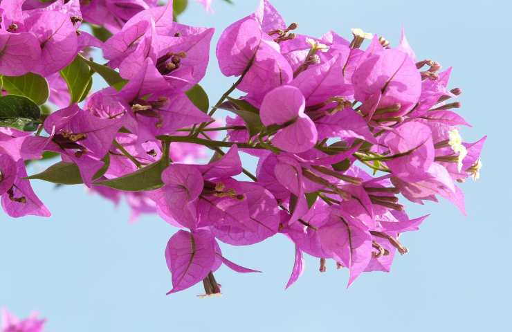 bougainvillea pianta cosa sapere