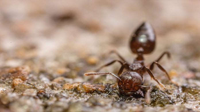 formica formiche esca aceto rimedio casa