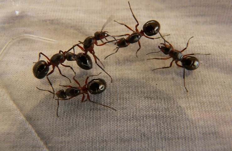 rimedio aceto formiche casa