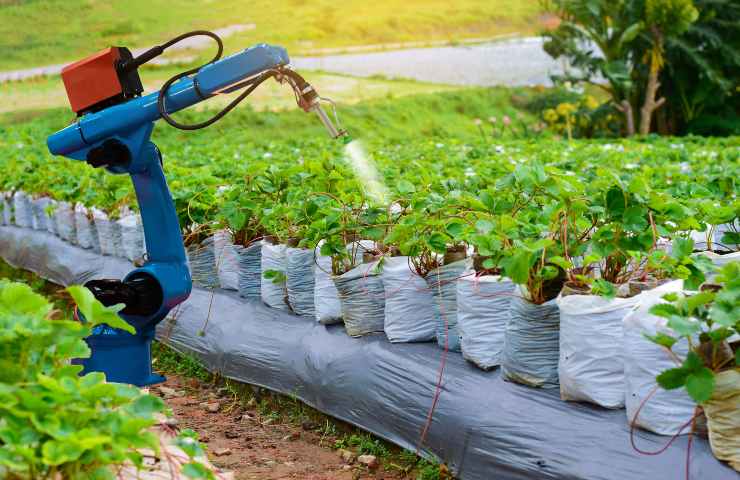 fragole pesticidi come lavarle