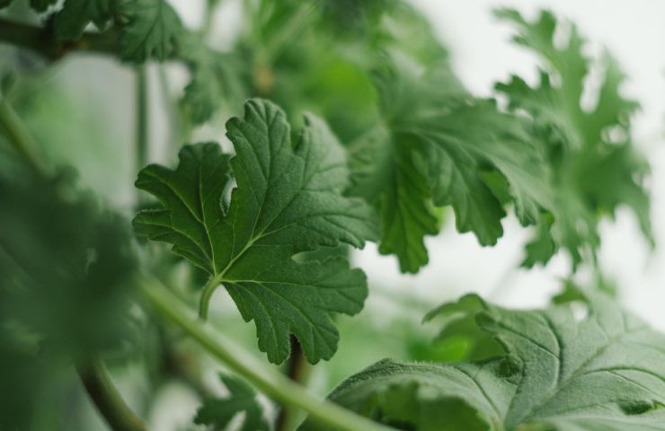 pianti antizanzare repellenti casa