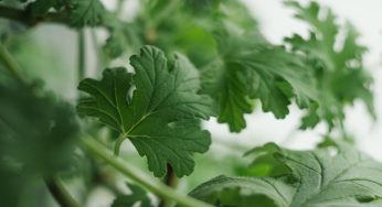 Piante anti-zanzare: quali vi proteggono dalle punture