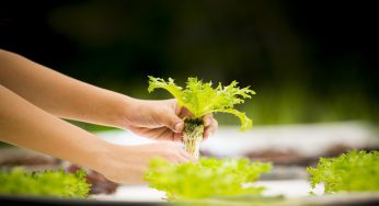 Idrocultura in casa: come si fa e con quali piante