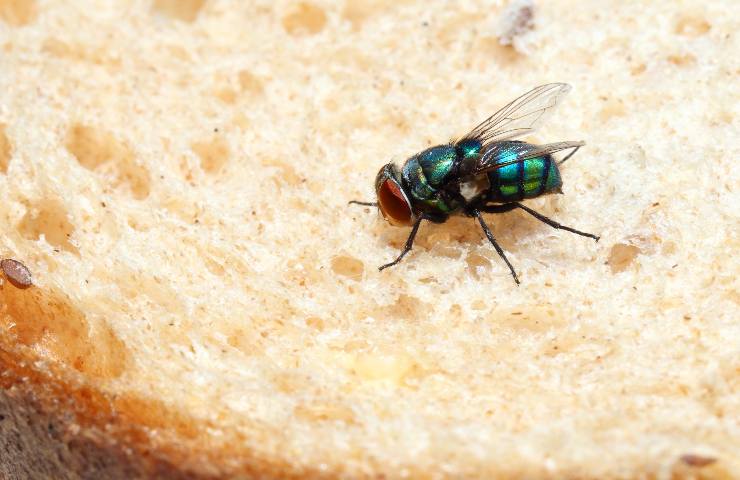 mosca cibo contatto chiarezza