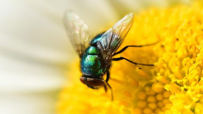 mosca mosca allontanare rimedi casa