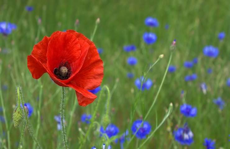 papavero fiore velenoso