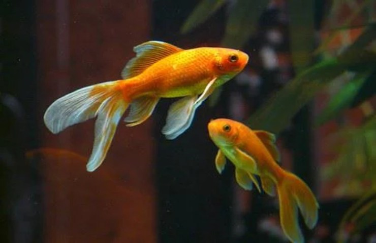 pesci rossi acqua