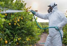 pesticidi frutta e verdura