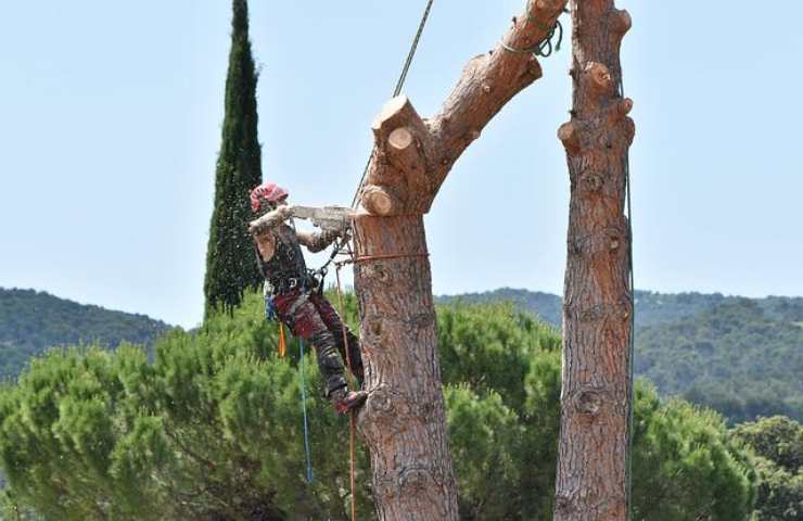 potare alberi come si fa