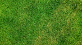 Prato in giardino: le cose da sapere assolutamente