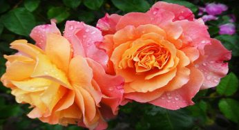 Rose: tutti i lavori da fare in giardino nel mese di maggio