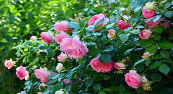 Rose a cespuglio: come annaffiarle e potarle, rischio muffa