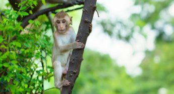 Paura vaiolo delle scimmie: cos’è e come si trasmette