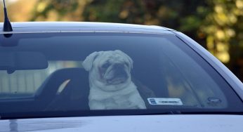 Aiutare un cane chiuso in auto: cosa dice la legge