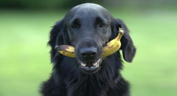 Frutta velenosa per cani: quale non dare mai