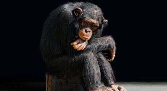Animali e dolore: come lo percepiscono e se ne hanno memoria