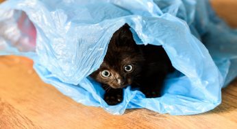 Sai perché il gatto lecca i sacchetti di plastica?