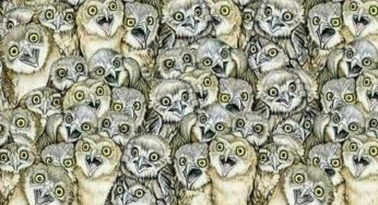 Riesci a trovare l’animale differente? | Test