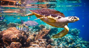 Estinzione vita marina: la più disastrosa da 250 milioni di anni