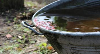 Cosa succede se si beve acqua piovana?