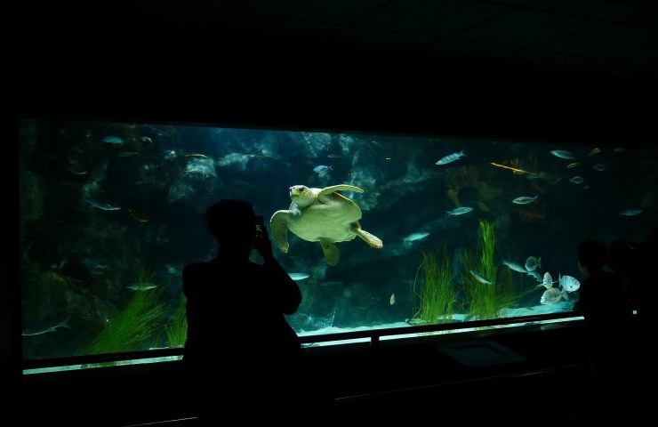 Tartarughe pesci rossi convivenza acquario