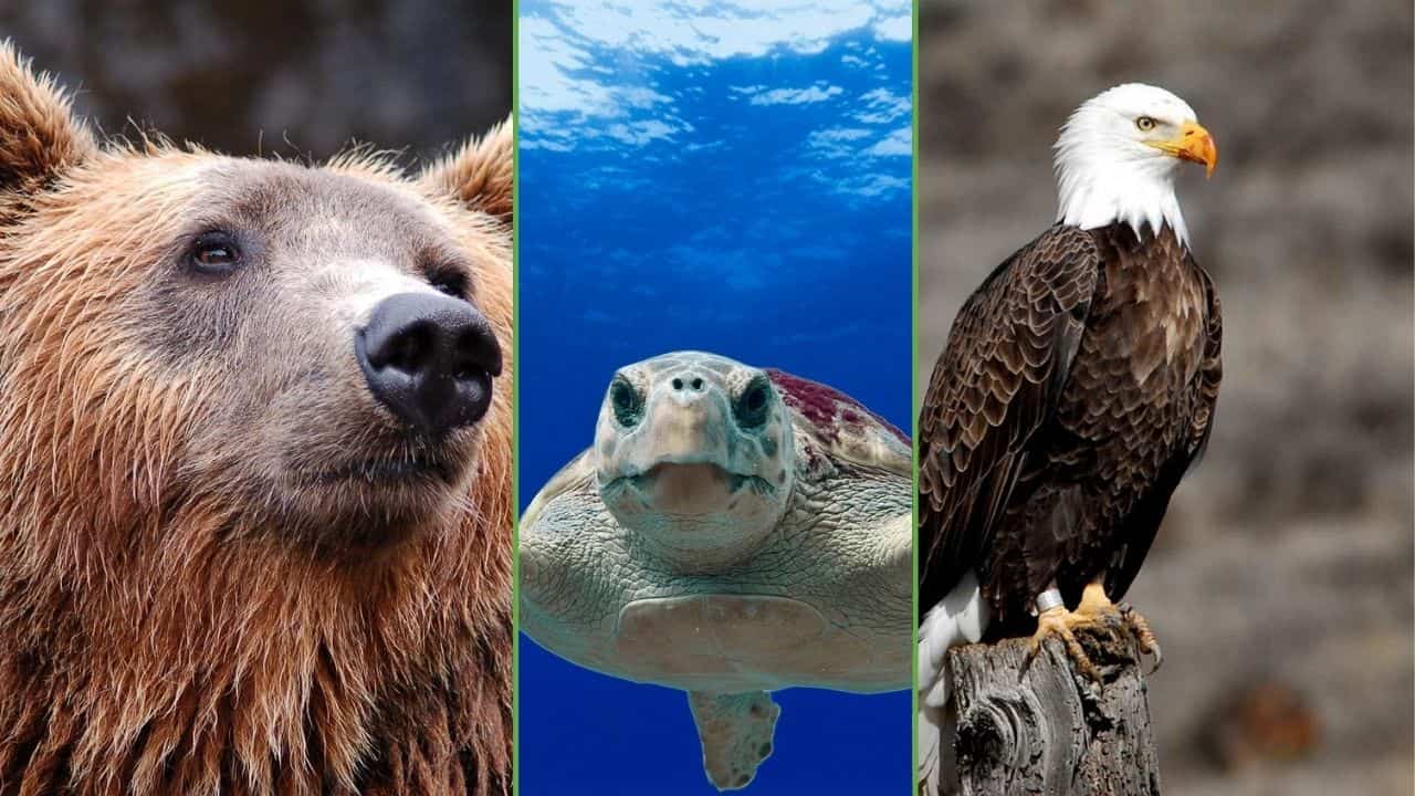Animali a rischio estinzione: le specie in pericolo in Italia