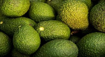 Biscotti avocado e cioccolato, mai provati? Ecco la ricetta