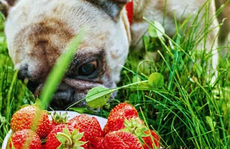 Cagnolino mangia le fragole (Foto Pixabay)