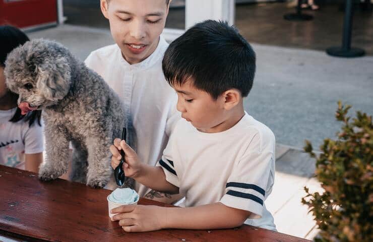 Cane mangia il gelato (Foto Pexels)