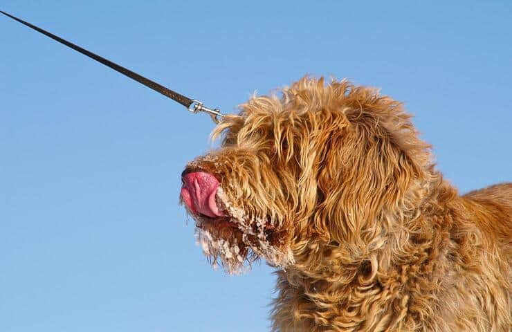 Cane sporco di gelato (Foto Pixabay)