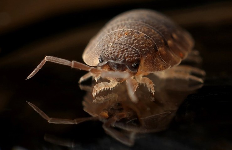 Cimici da letto indizi infestazione