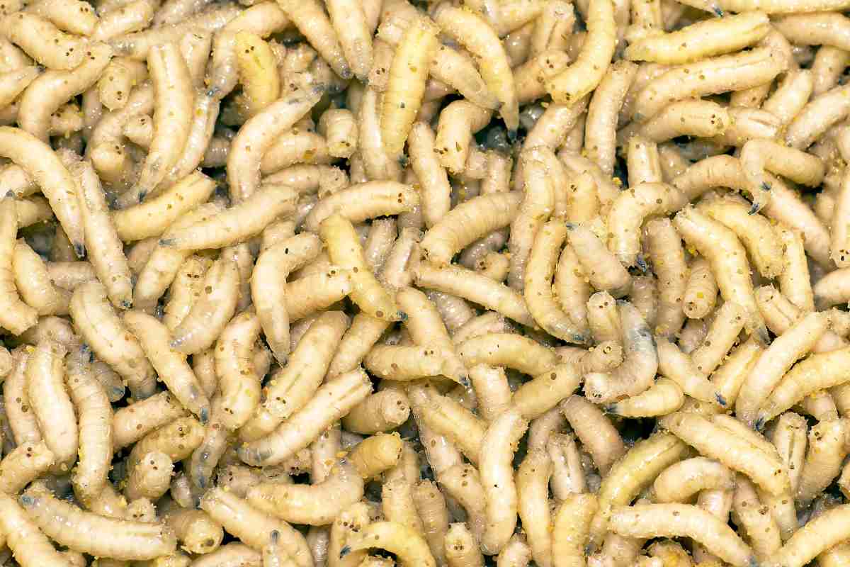 Come prevenire i vermi dell'umido