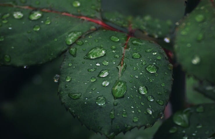 Foglie (Foto Pexels)