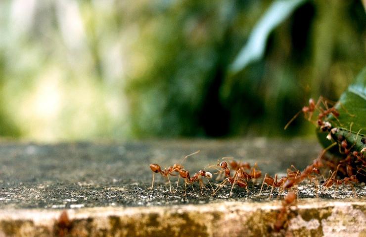 invasione formiche casa origine