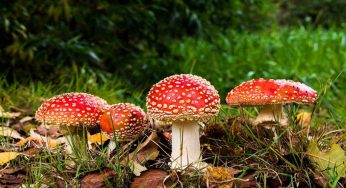 Funghi velenosi: quali sono e come riconoscerli