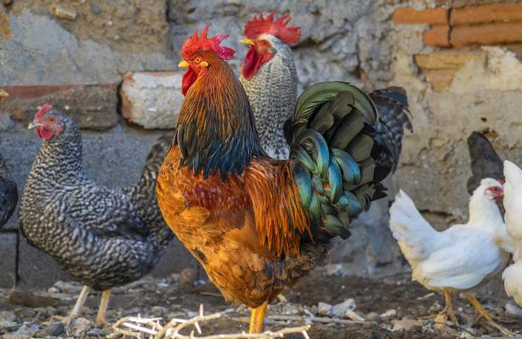 vendere pollo galline uovo come fare cosa serve