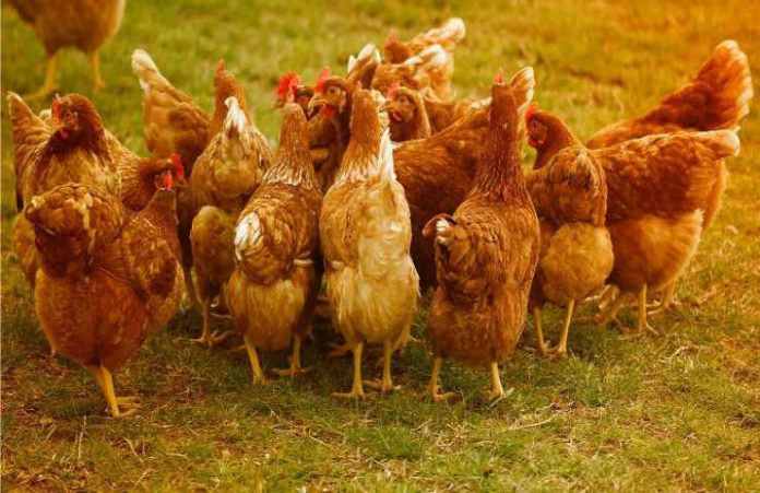 Galline in giardino: quando si possono tenere per norma