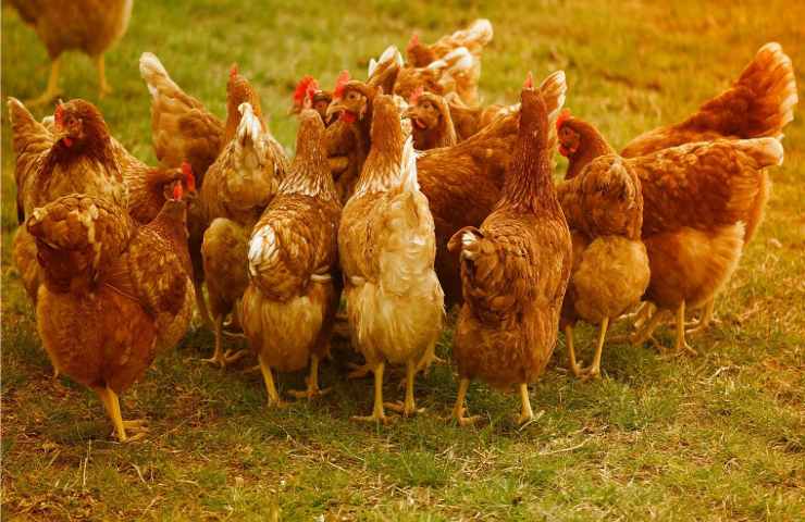 Galline come averle in casa permessi e regole