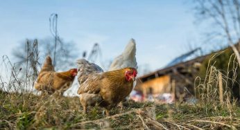 Galline, allarme aviaria: come riconoscere quelle malate