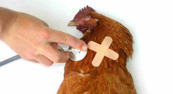 Galline malate: questi segnali preannunciano la morte